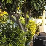 Adelaide & Bed and breakfast Torre A Mare